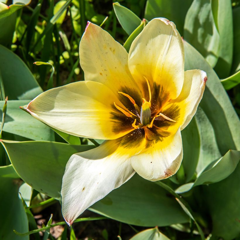 Tulipa greigii Albion Star (Floração)