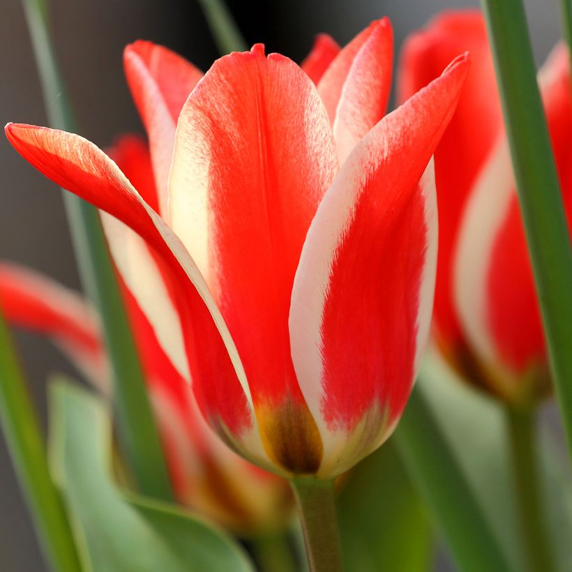 Tulipa greigii Pinocchio (Floração)