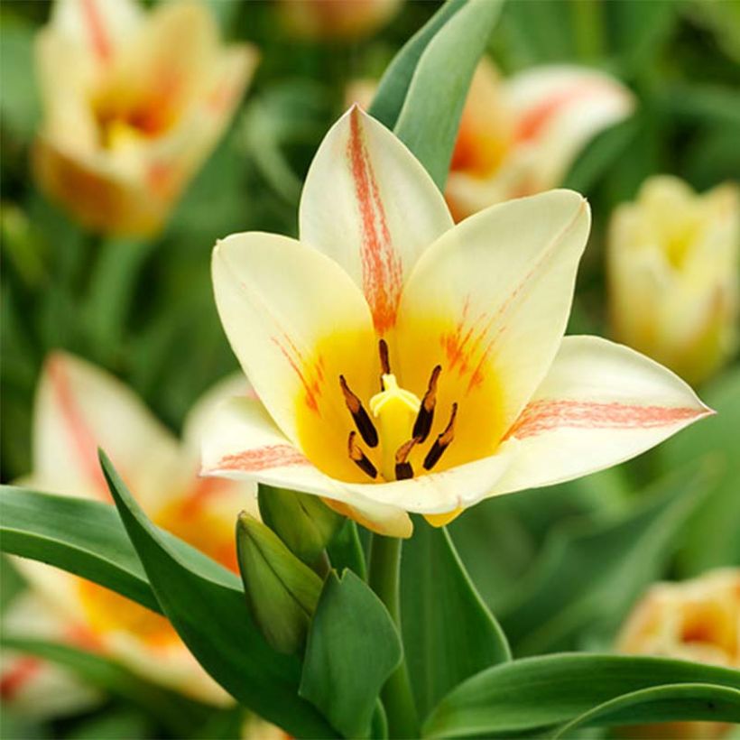Tulipa greigii Quebec (Floração)