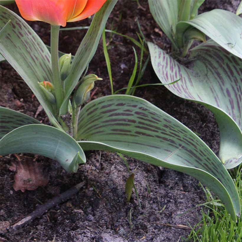 Tulipa greigii Toronto (Folhagem)