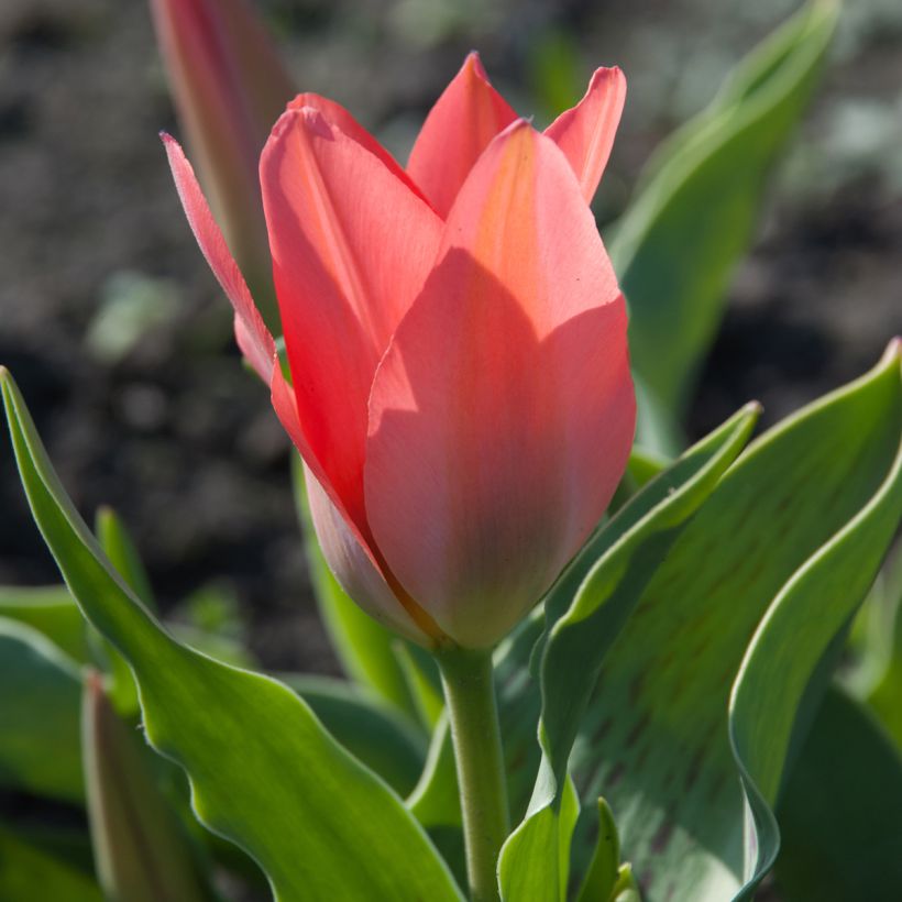 Tulipa greigii Toronto (Floração)
