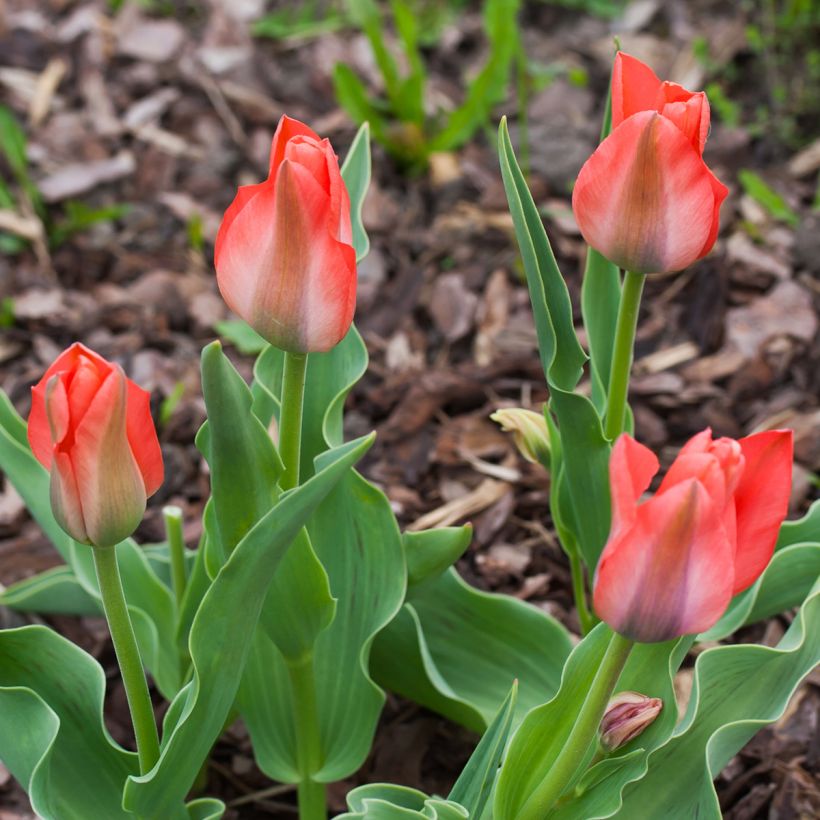 Tulipa greigii Toronto (Hábito)