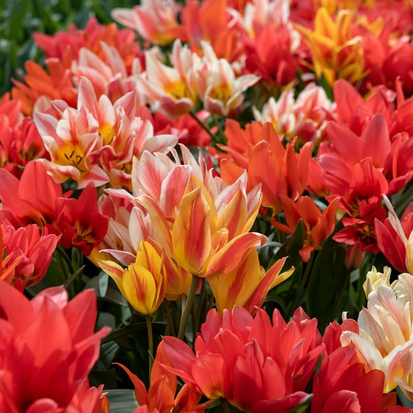 Tulipa greigii Winnipeg (Hábito)
