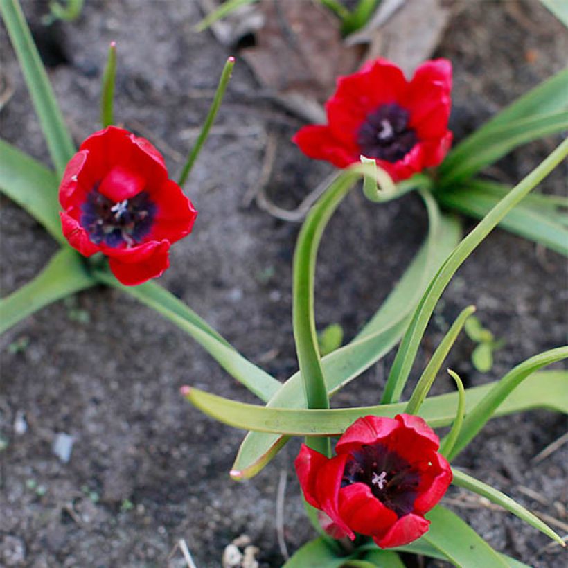 Tulipa humilis Lilliput (Floração)