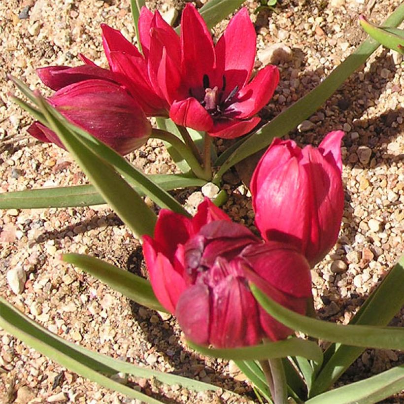 Tulipa humilis Lilliput (Hábito)