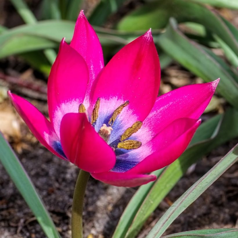 Tulipa humilis (Floração)