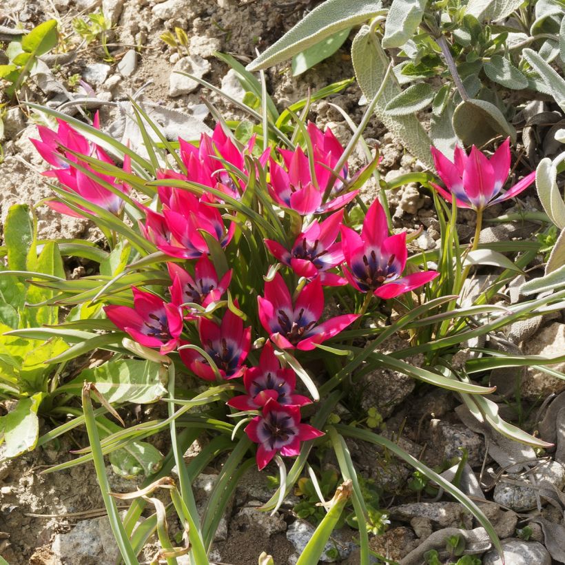 Tulipa humilis (Hábito)