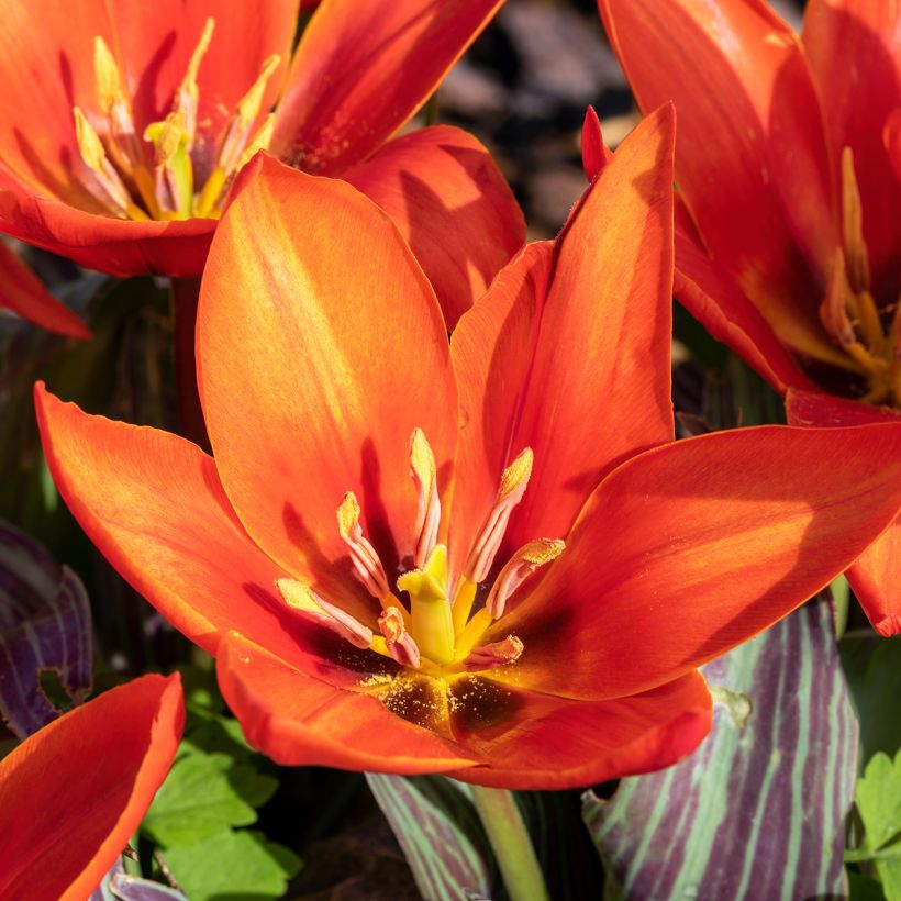 Tulipa kaufmanniana Early Harvest (Floração)