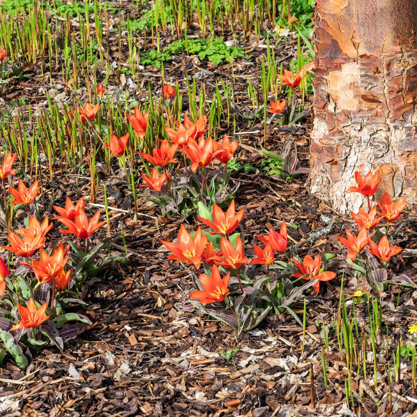 Tulipa kaufmanniana Early Harvest (Hábito)