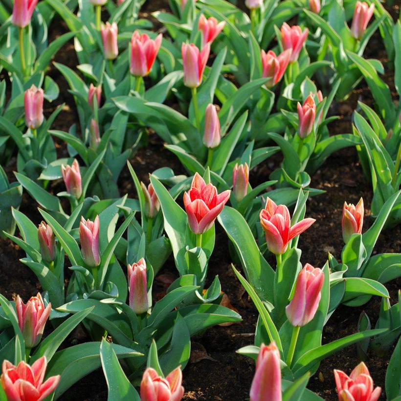 Tulipa kaufmanniana Fashion (Folhagem)