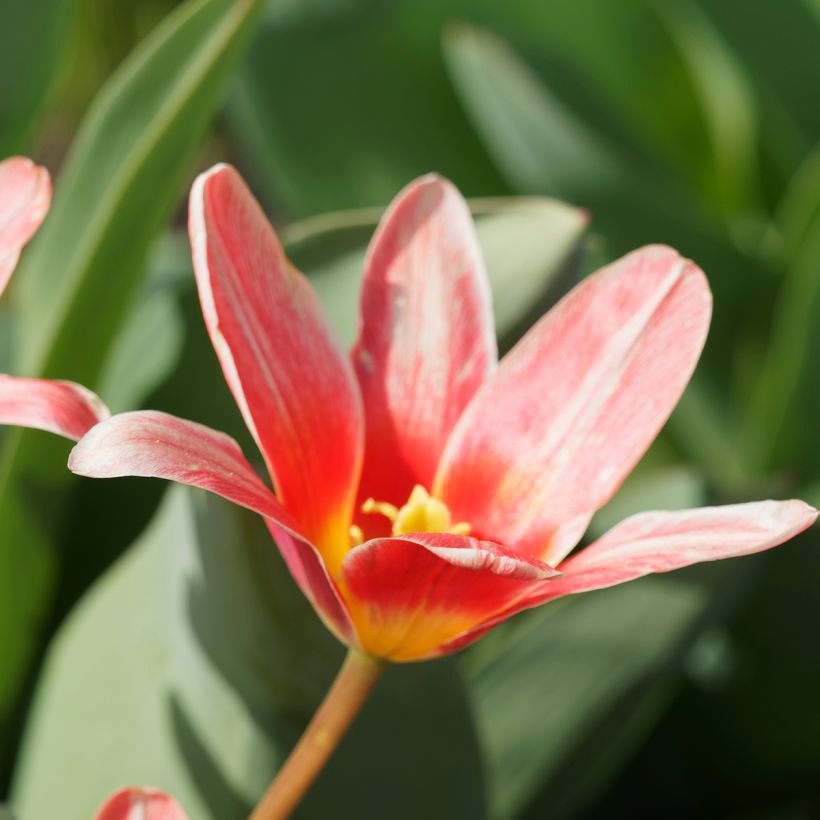 Tulipa kaufmanniana Fashion (Floração)