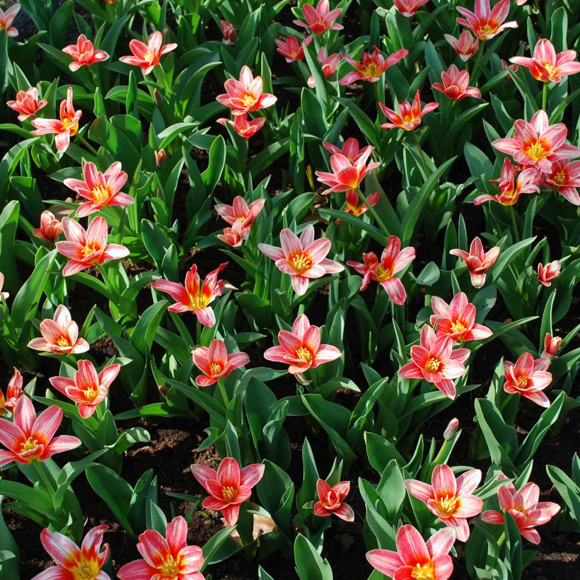 Tulipa kaufmanniana Fashion (Hábito)