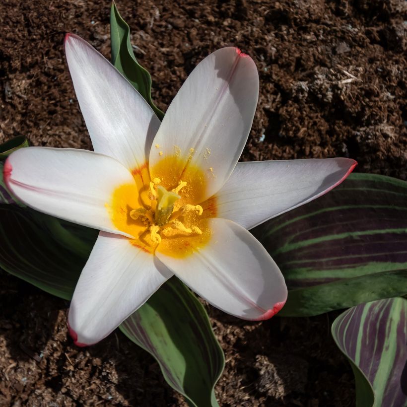 Tulipa kaufmanniana Hearts Delight (Floração)