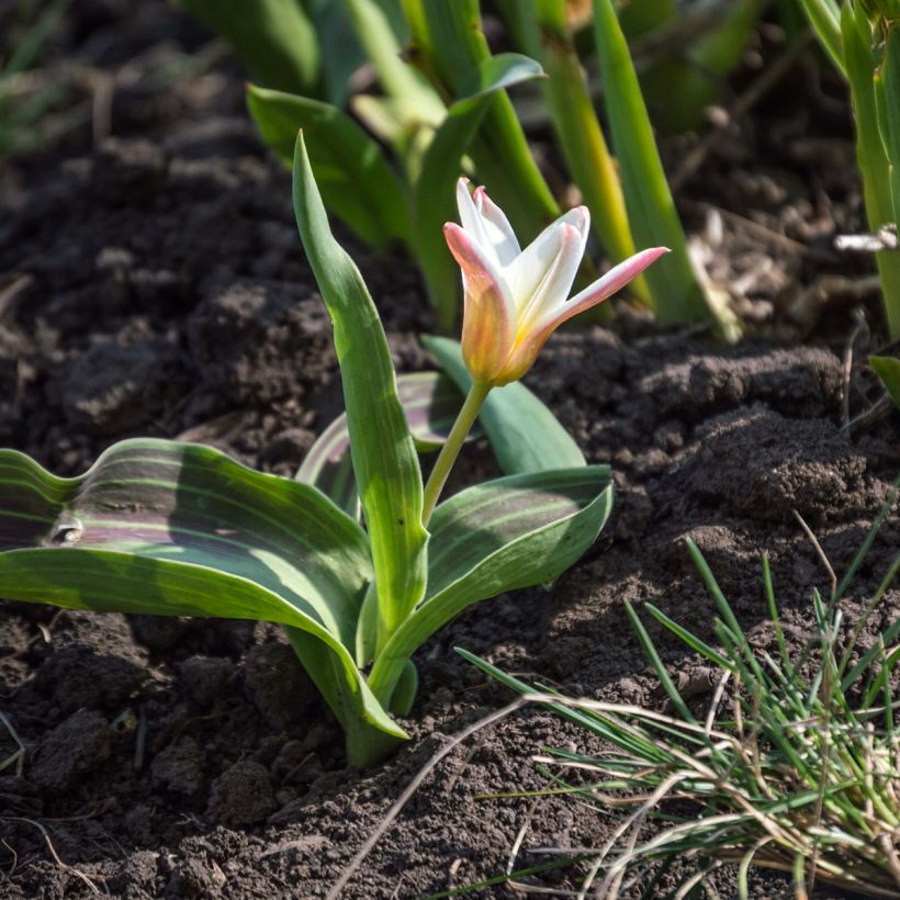 Tulipa kaufmanniana Hearts Delight (Hábito)