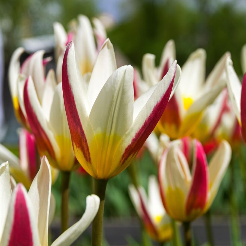 Tulipa kaufmanniana Johann Strauss (Floração)