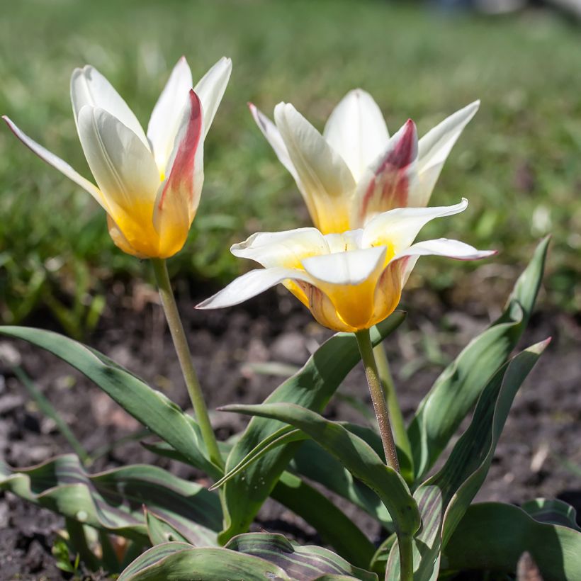 Tulipa kaufmanniana Johann Strauss (Hábito)