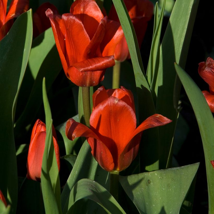 Tulipa kaufmanniana Showwinner (Floração)