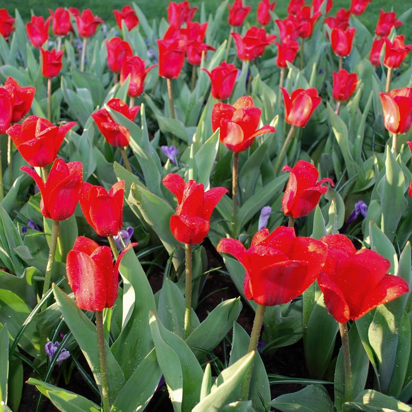 Tulipa kaufmanniana Showwinner (Hábito)