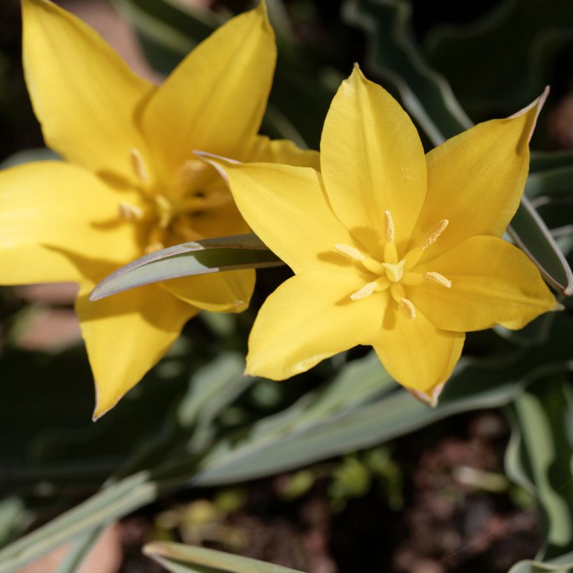 Tulipa kolpakowskiana (Floração)