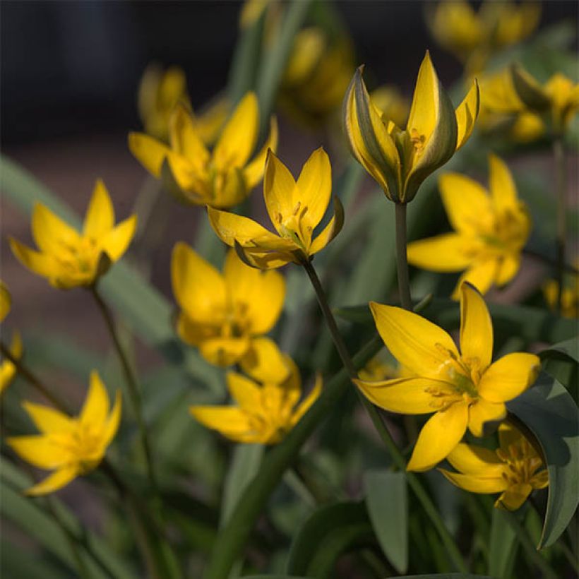 Tulipa neustruevae (Floração)
