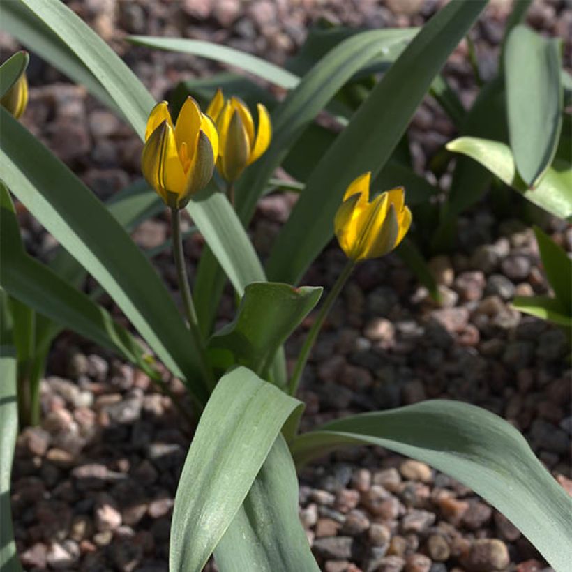 Tulipa neustruevae (Hábito)