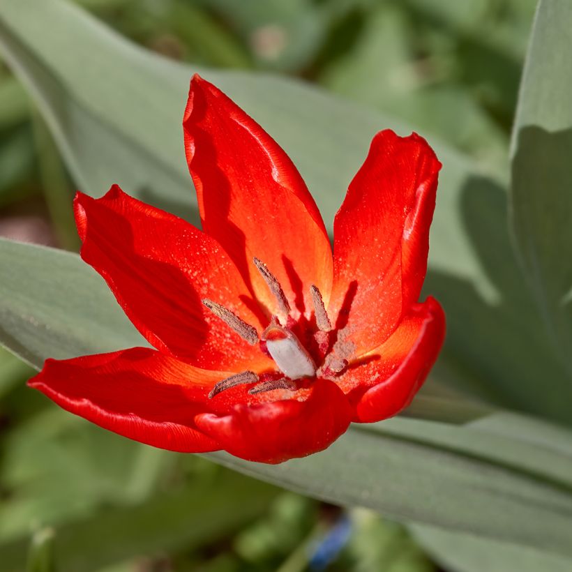 Tulipa praestans Fusilier (Floração)