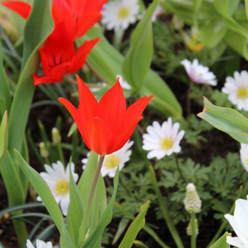 Tulipa praestans Fusilier (Hábito)