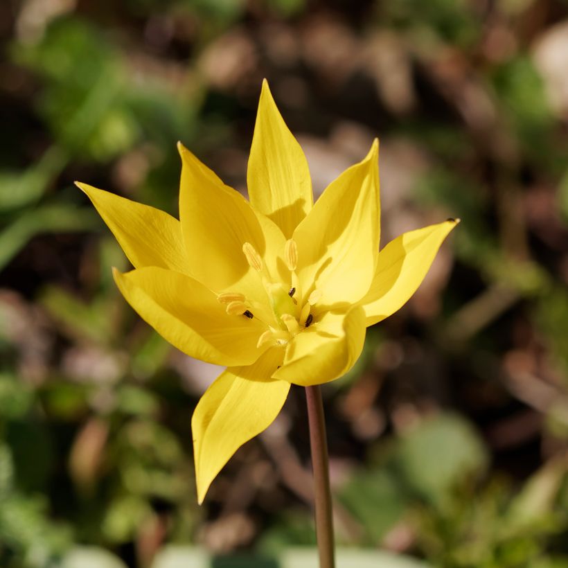 Tulipa sylvestris (Floração)