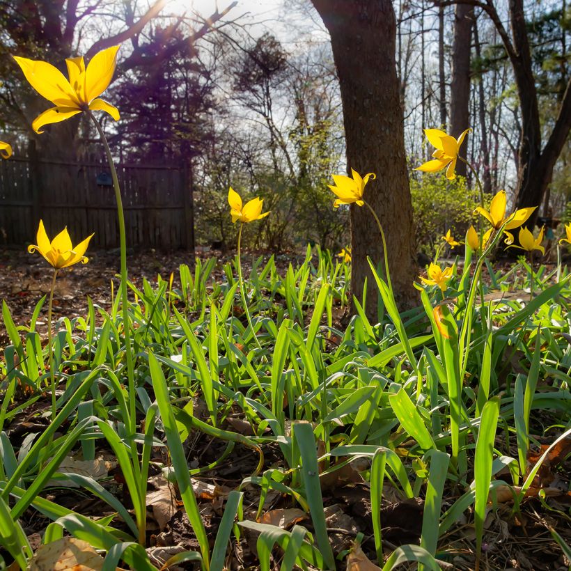 Tulipa sylvestris (Hábito)