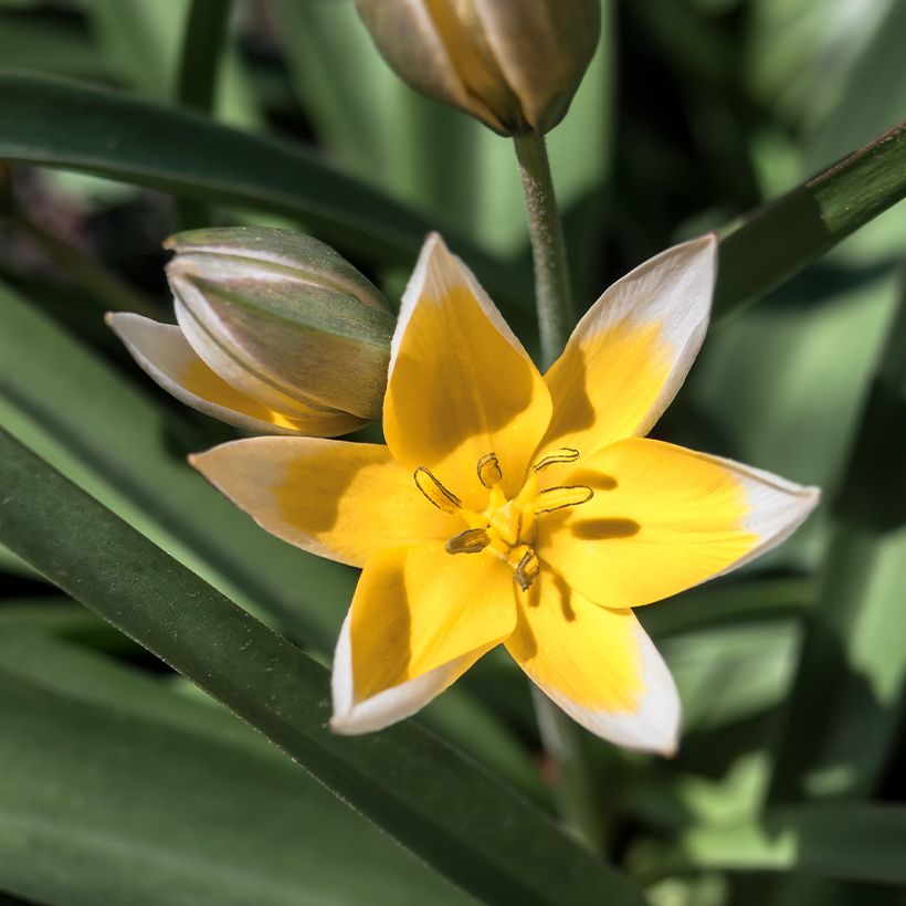 Tulipa tarda (Floração)