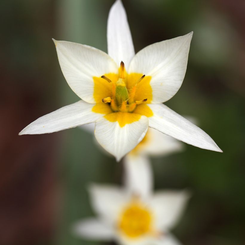 Tulipa turkestanica (Floração)