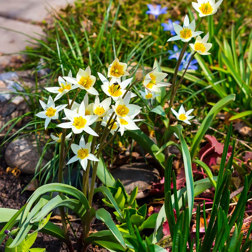 Tulipa turkestanica (Hábito)