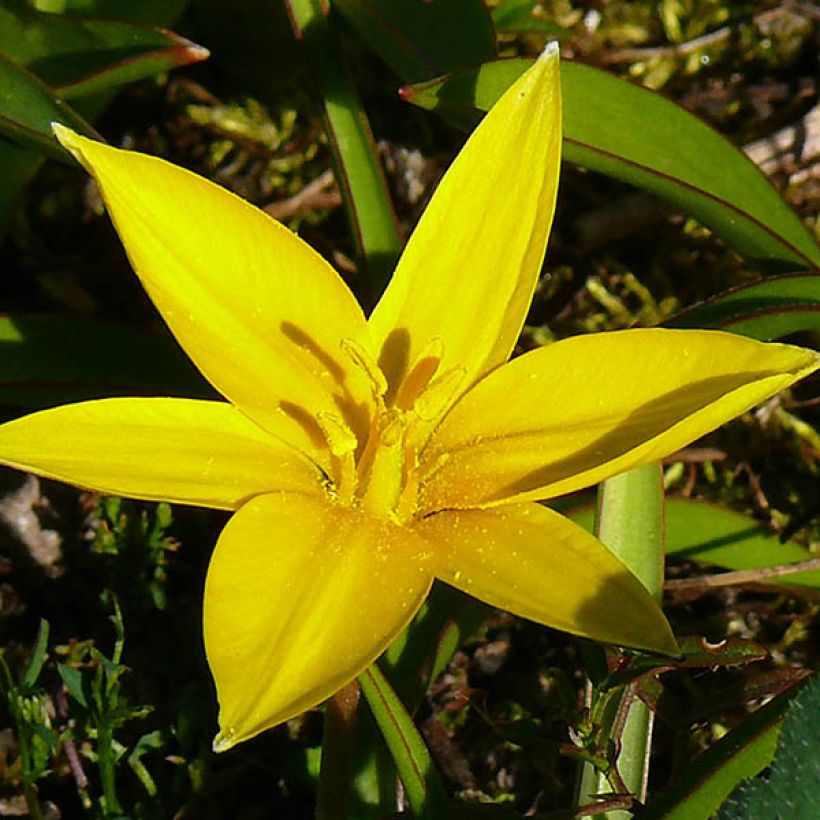 Tulipa urumiensis (Floração)
