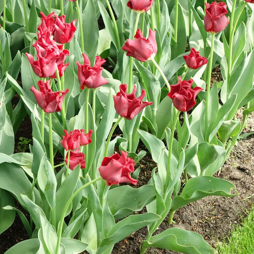 Tulipa Coroa Red Dress (Floração)