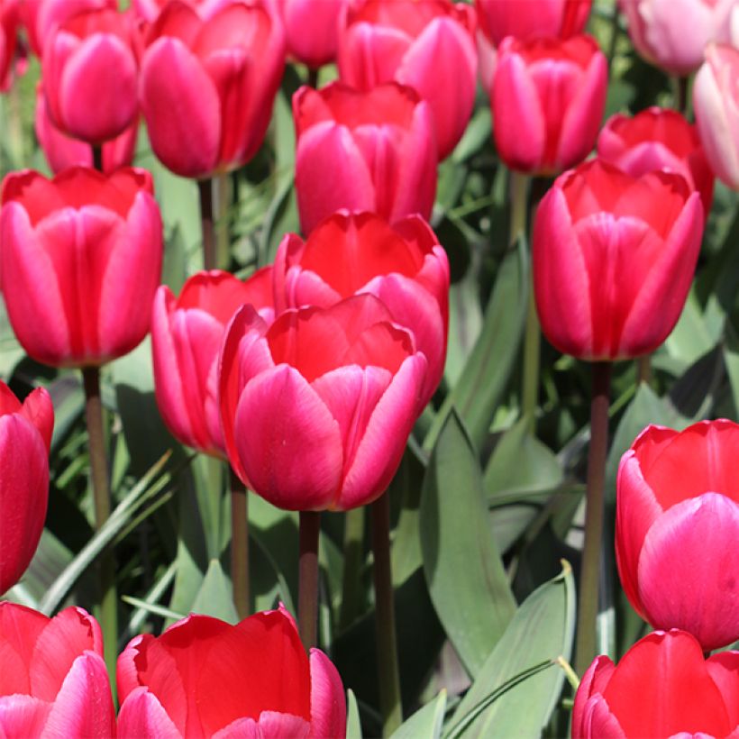 Tulipa híbrida Darwin Rosy Delight (Floração)