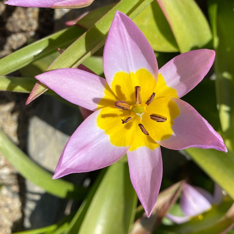 Tulipa saxatilis (Floração)