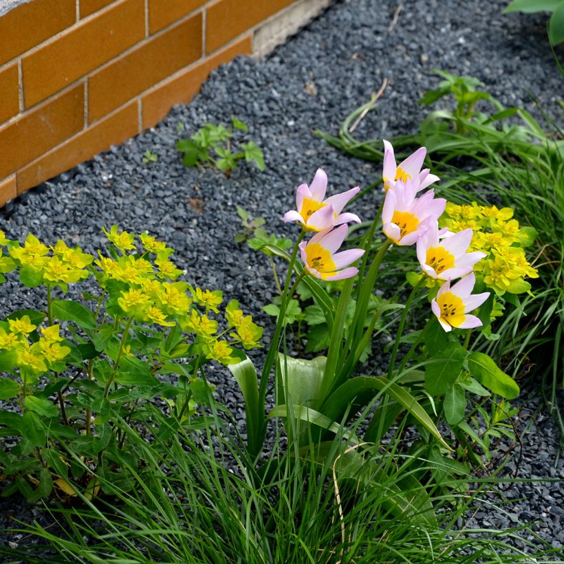 Tulipa saxatilis (Hábito)