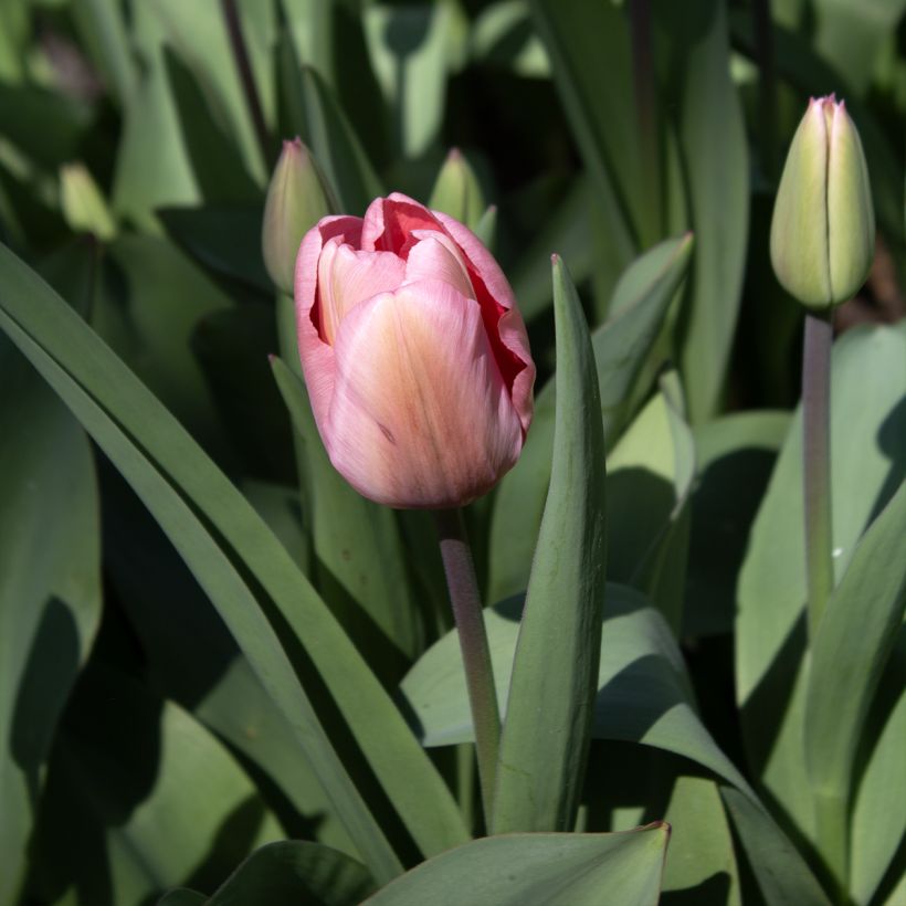 Tulipa híbrida Darwin Pink Impression (Floração)