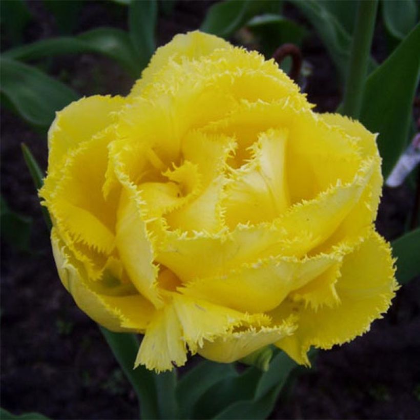 Tulipa com franja Exotic Sun (Floração)