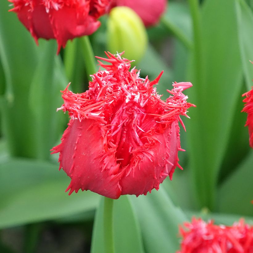 Tulipa com franja Barbados (Floração)