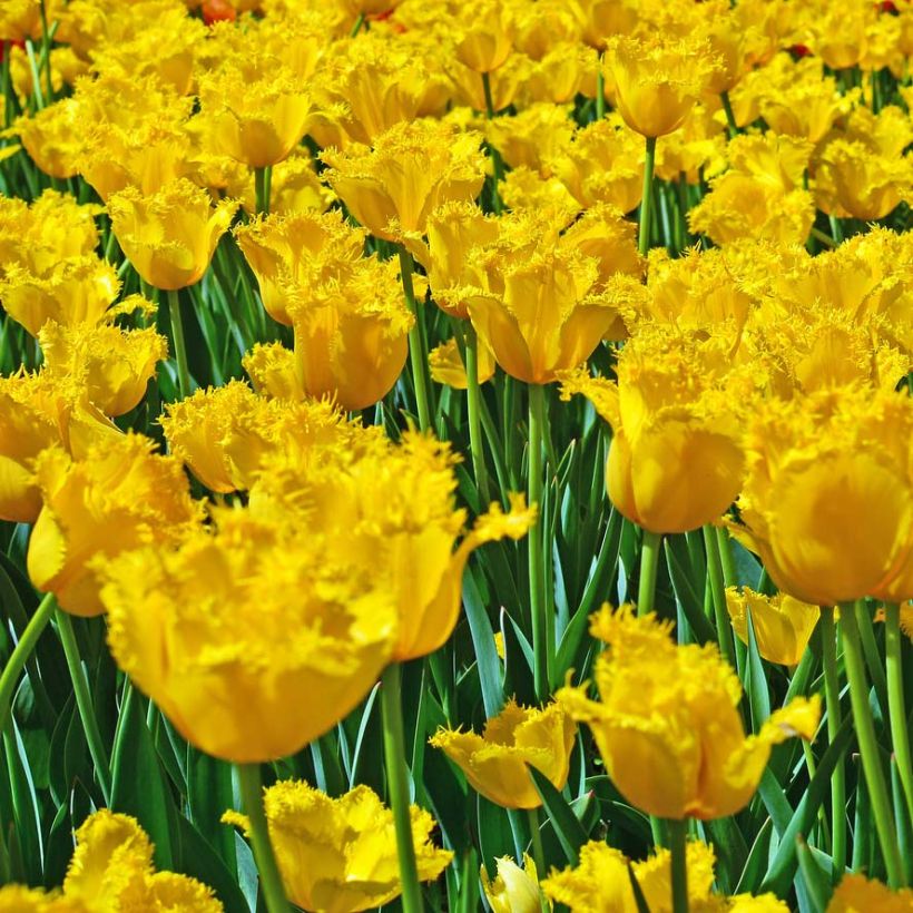 Tulipa com franja Hamilton (Floração)