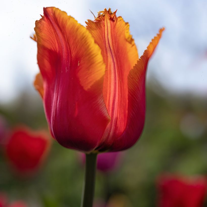 Tulipa com franja Louvre Orange (Floração)