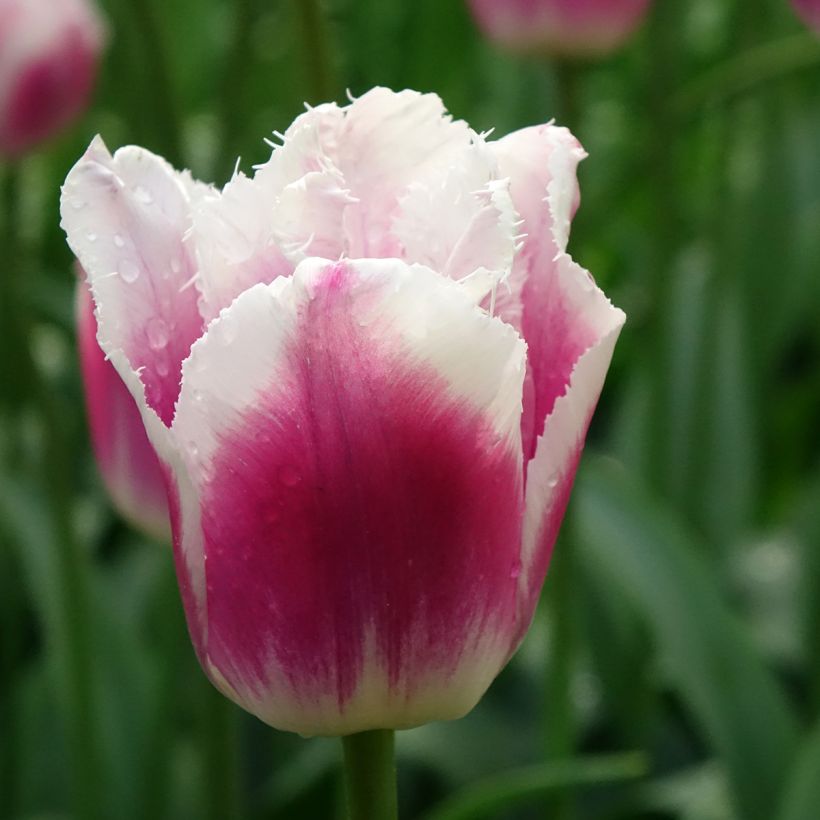 Tulipa com franja Siesta (Floração)