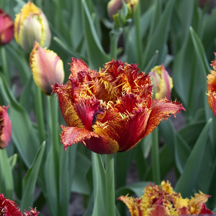 Tulipa com franja Bastia (Floração)