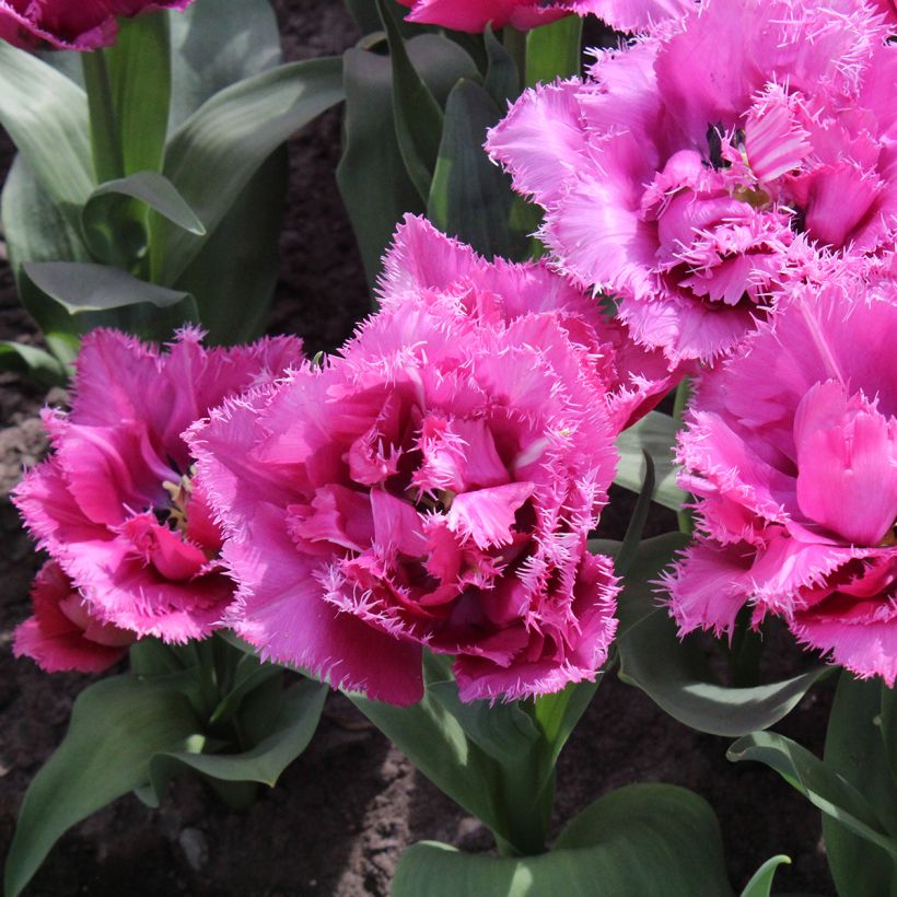 Tulipa com franja Match Point (Floração)