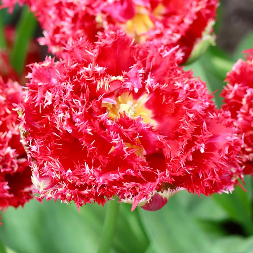 Tulipa com franja Qatar (Floração)