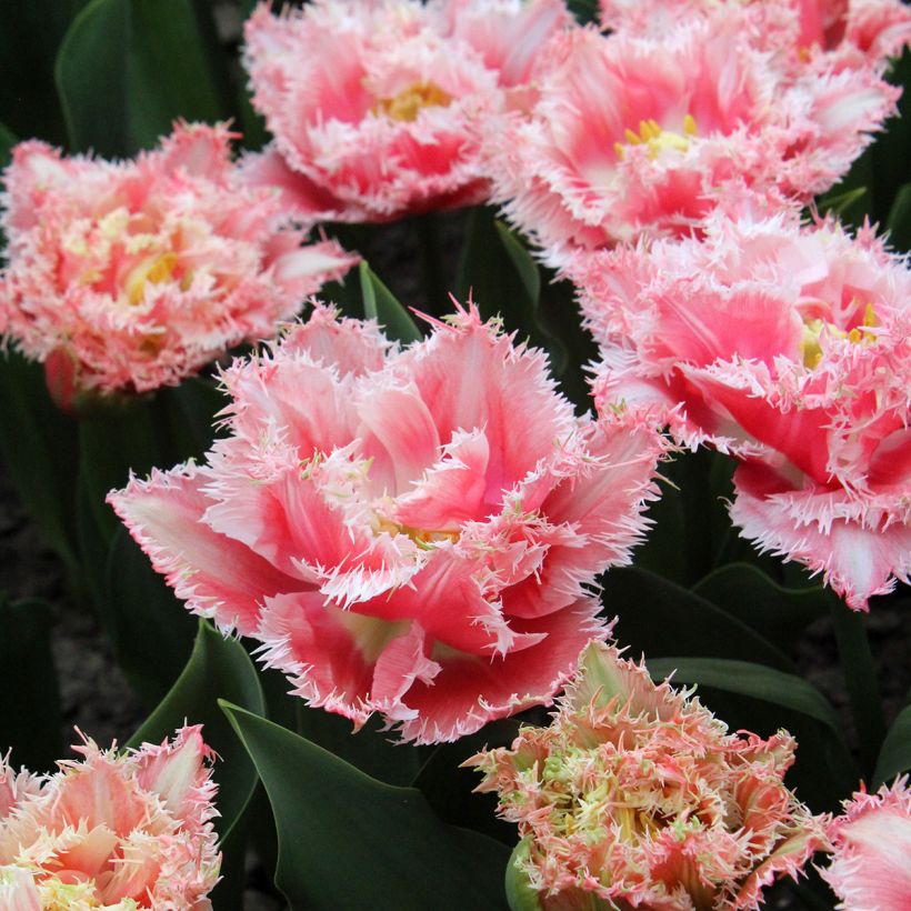 Tulipa com franja Queensland (Floração)