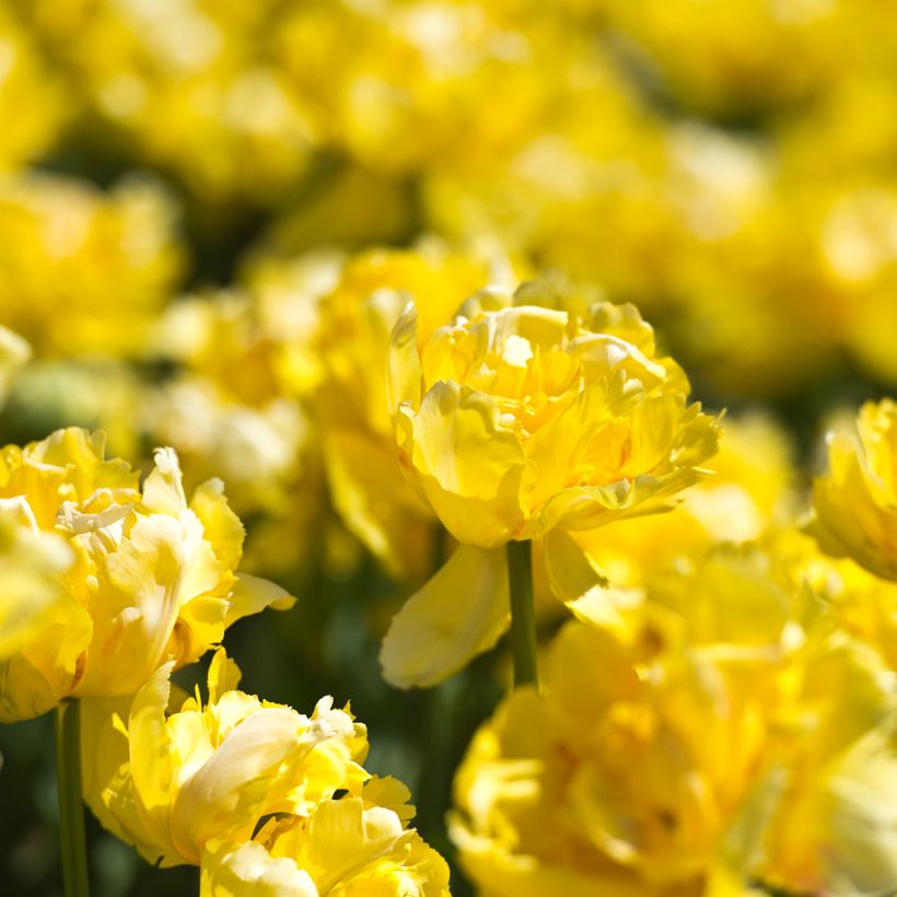 Tulipa Dobrada precoce Yellow Margarita (Floração)