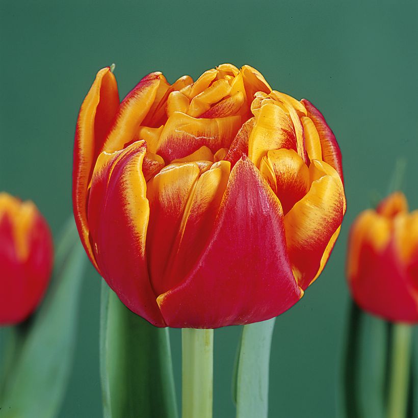 Tulipa Dobrada precoce Cilesta (Floração)