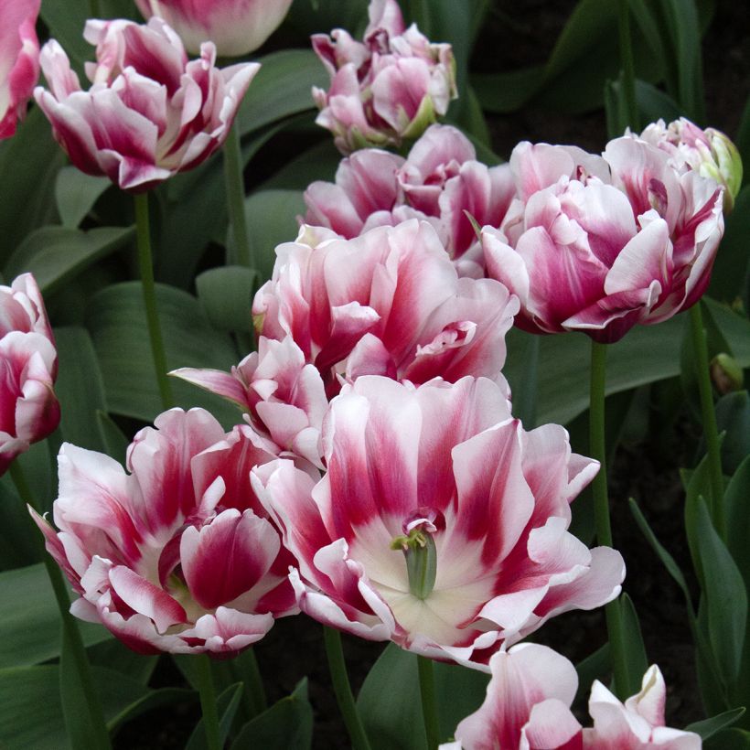 Tulipa Dobrada precoce Fantasy Lady (Floração)